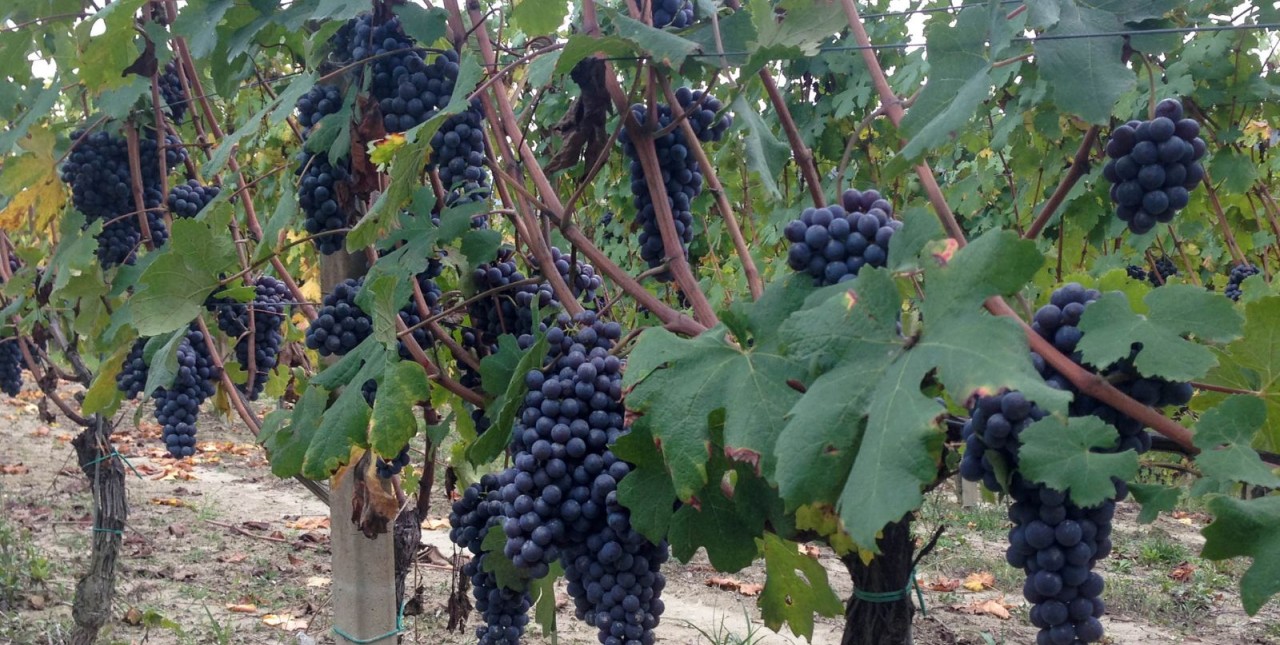 Uva Nebbiolo della Valtellina
